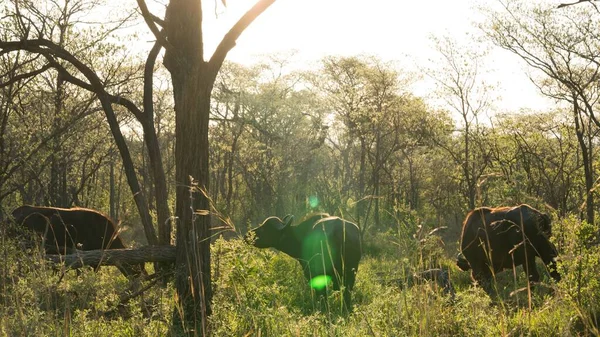 Belo tiro de búfalos no Parque Nacional Kruger em um dia ensolarado — Fotografia de Stock