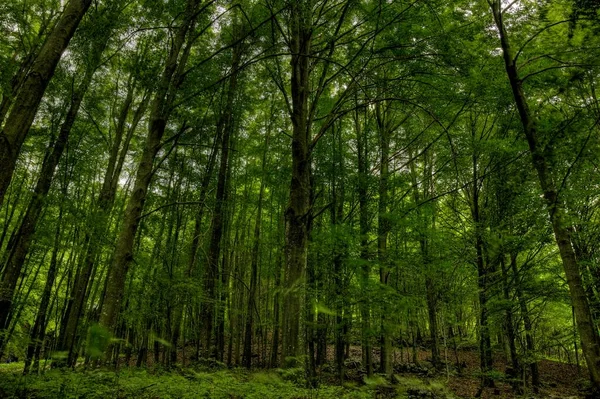 Nízký úhel záběr vysokých stromů v krásném zeleném lese — Stock fotografie
