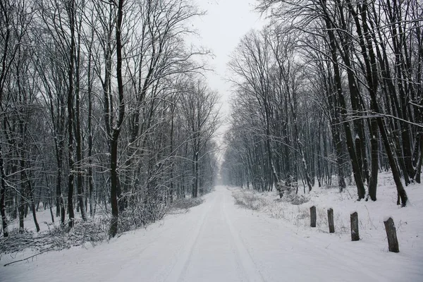 Hermosa foto de un sendero cubierto de nieve con huellas de vehículos rodeados de árboles sin hojas en invierno — Foto de Stock