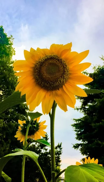 Verticaal shot van een prachtige zonnebloem in een tuin onder de blauwe lucht — Stockfoto