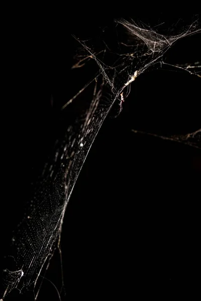 Vertical grayscale shot of an abstract spider web on black background — ストック写真