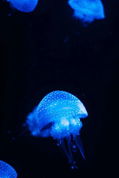 Tiro de close-up vertical de uma medusa azul em um fundo branco — Fotografia de Stock