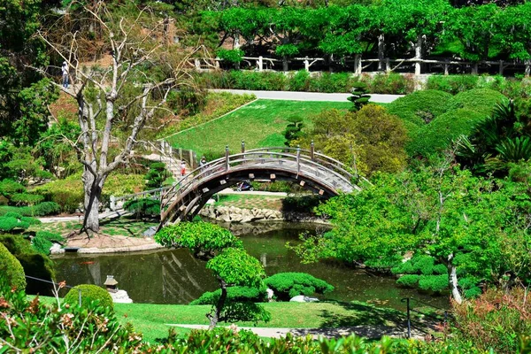 Beautiful park scenery with a bridge over a green lake surrounded by different kinds of plants — Stockfoto