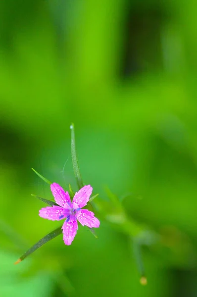 Tiny Pink Flower on Green Background — Stock Photo, Image