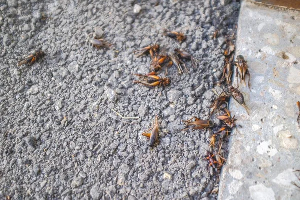 Gündüz Vakti Yerde Ölü Cırcır Böceklerinin Yakın Plan Çekimi — Stok fotoğraf