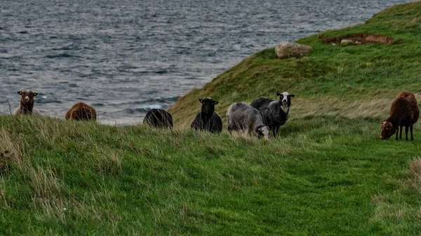 Manada de cabras pastando nos campos cobertos de grama pelo mar — Fotografia de Stock