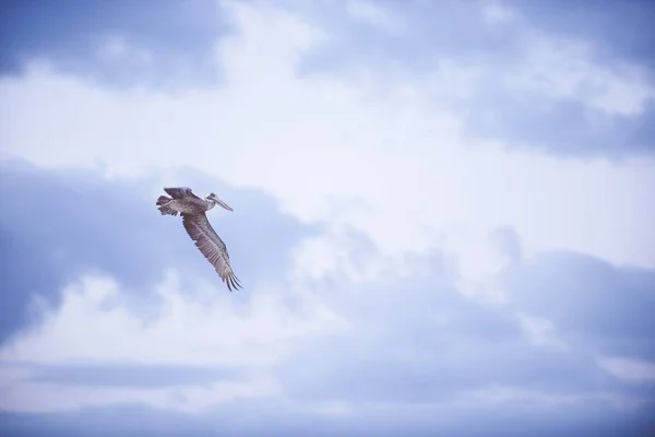 Gyönyörű kép egy pelikán repüléséről, kék felhős égbolttal a háttérben. — Stock Fotó