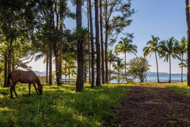 Beautiful scenery of a horse eating its everyday lunch at the beach in Santa Catalina, Panama clipart