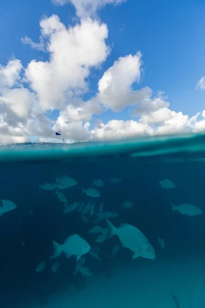 Breathtaking vertical shot of the upper world communicating with the underwater world — Stock Photo, Image