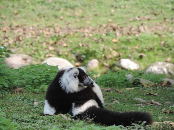 Fokus selektif closeup shot dari sigung hitam dan putih lucu bergaris-garis di lapangan hijau — Stok Foto