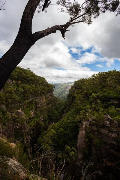 Plan Vertical Arbre Dessus Abîme Dans Les Montagnes Vertes Sous — Photo