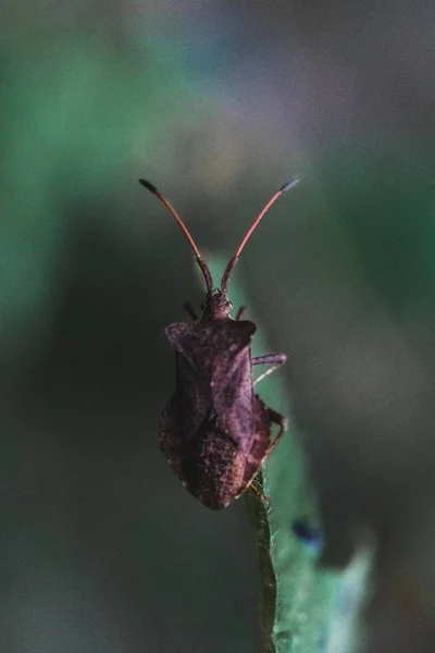 Svislý Vysoký Úhel Detailu Vystřelil Hnědý Hmyz Rostlinu — Stock fotografie