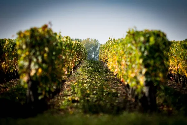 Fransa, Anjou 'da tipik bir Fransız şarap deposunun güzel bir görüntüsü. — Stok fotoğraf