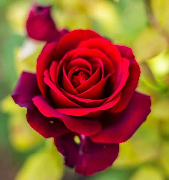 Closeup tiro de uma bela rosa vermelha florescida no fundo borrado — Fotografia de Stock