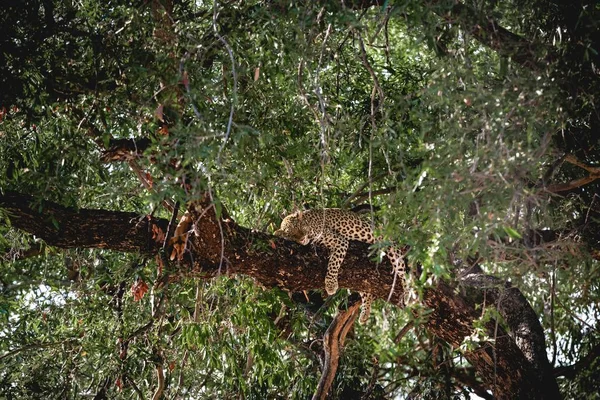 Exotic Cheetah Sleeping Branch Tree Middle Jungle — Stockfoto
