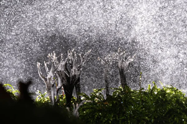 Gros plan abstrait de branches blanches dans l'herbe avec des gouttes d'eau en arrière-plan — Photo