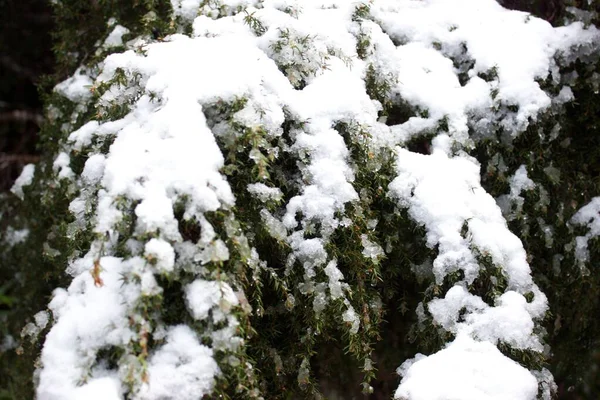 Tiro de perto dos ramos de abeto coberto de neve e pedaços de gelo — Fotografia de Stock