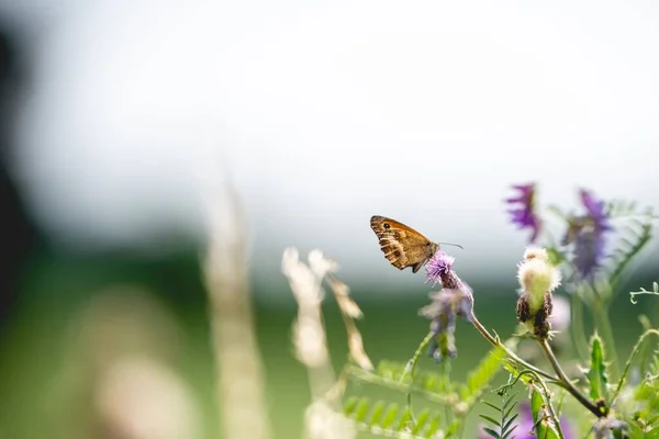 Selective focus shot of a beautiful butterfly sitting on a purple flower in a garden