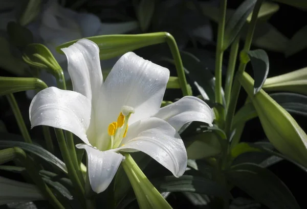 Closeup tiro de uma flor branca com um fundo natural desfocado durante o dia — Fotografia de Stock