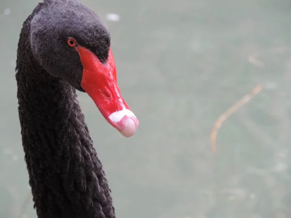 Selectieve focus close-up shot van een schattige zwarte zwaan met een mooie rode ogen — Stockfoto