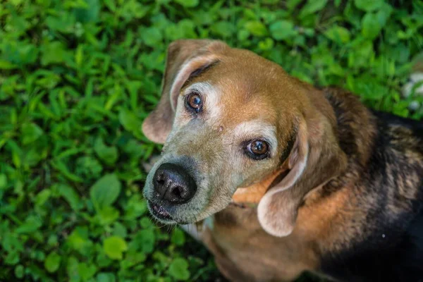 Высокоугольный снимок симпатичной выносливой собаки, смотрящей добрыми глазами — стоковое фото