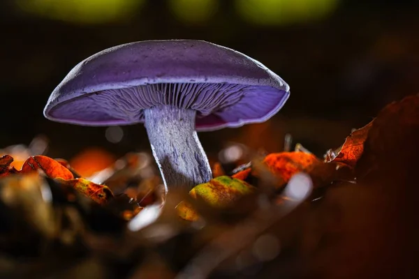 Bulanık arkaplanda güzel mor bir shiitake mantarının yakın plan çekimi. — Stok fotoğraf