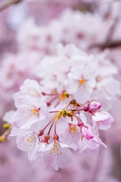Closeup vertical tiro de uma bela flor de cereja rosa em um fundo borrado — Fotografia de Stock