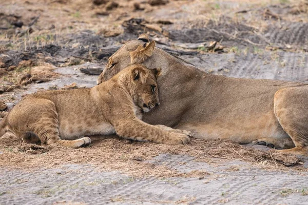 Львица держит своего детеныша и спит на песчаной земле — стоковое фото