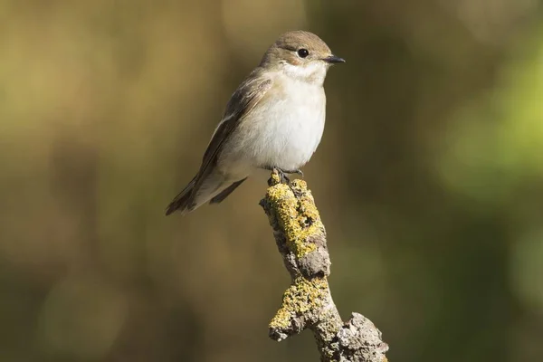 Europese vliegenvanger Ficedula hypoleuca — Stockfoto