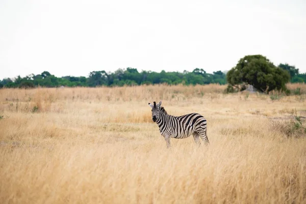 Güzel zebra arka planda ağaçlarla bir tarlada duruyor. — Stok fotoğraf