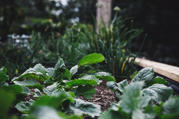 Close-up shot van spinazie bladeren in een tuin vol met planten met een wazige achtergrond — Stockfoto