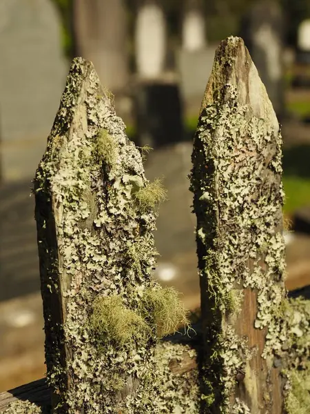 Vertical closeup shot of two wood sticks covered with moss on blurred background — ストック写真