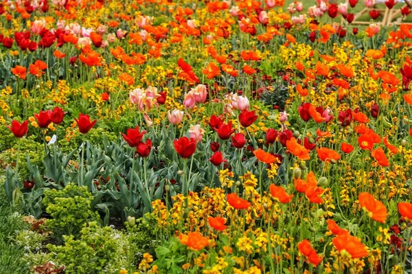 Beautiful shot of a field with a lot of colorful tulips -  great for a natural background — Stock Photo, Image