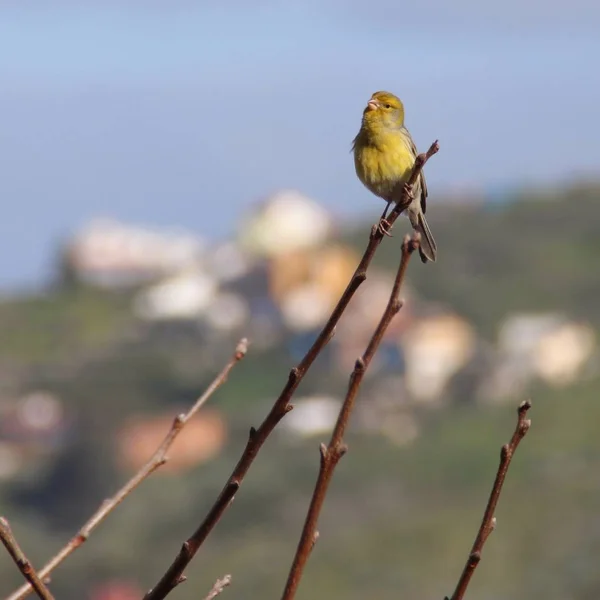 Gros plan d'un beau canari jaune assis sur une branche sur fond flou — Photo