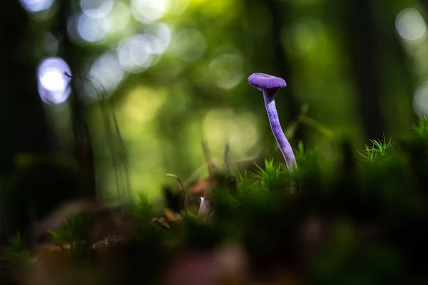 Close-up shot van een paars groeien in het gras op wazig achtergrond met bokeh lichten — Stockfoto