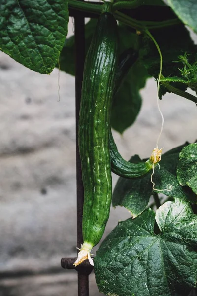 A vertical shot of cucumbers growing on a bush in a garden