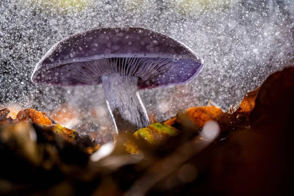 Closeup shot of a beautiful purple shiitake fungus with on blurred background — Stock Photo, Image