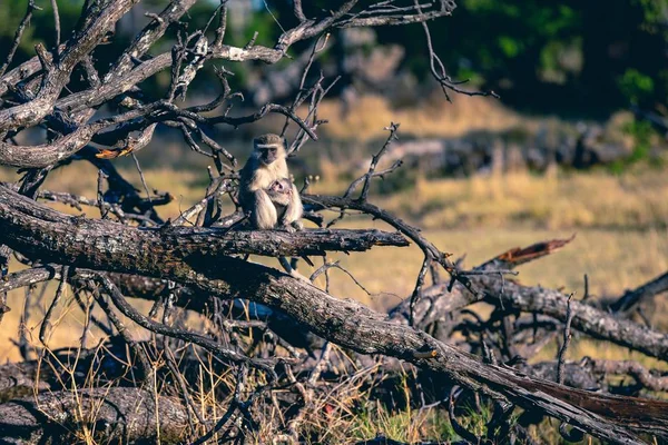 Мавпа Тримає Дитину Гілках Мертвого Дерева Джунглях — стокове фото
