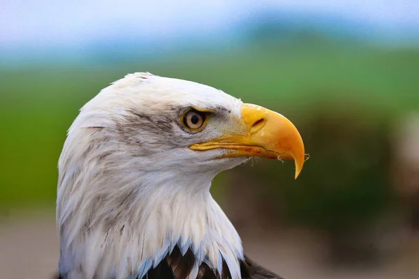 Close-up tiro de uma águia careca em um fundo embaçado — Fotografia de Stock