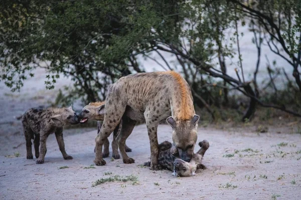 Hyena Playing Her Cubs Sandy Ground Jungle — Stockfoto