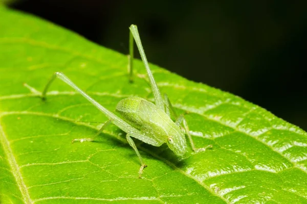 Primer plano de una tolva de hierba verde sobre una hoja con un fondo oscuro —  Fotos de Stock