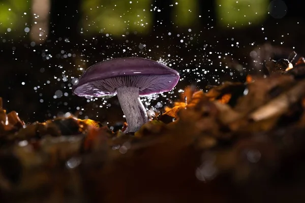 Primer plano de un hermoso hongo shiitake púrpura con gotas de agua sobre fondo borroso — Foto de Stock