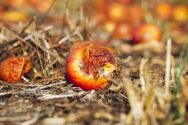 Closeup tiro de maçãs podres no chão coberto com fenos e paus de madeira — Fotografia de Stock