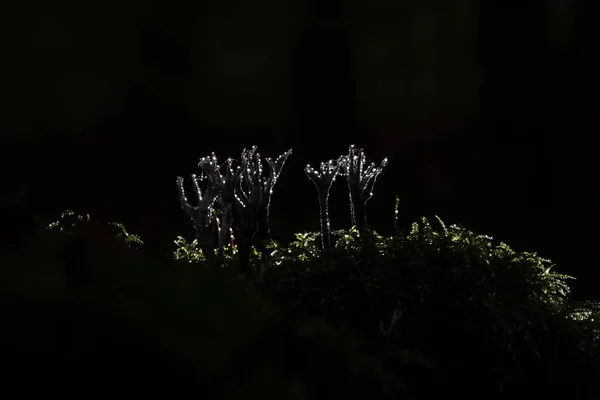 Close-up abstract schot van witte takken in het gras op zwarte achtergrond — Stockfoto