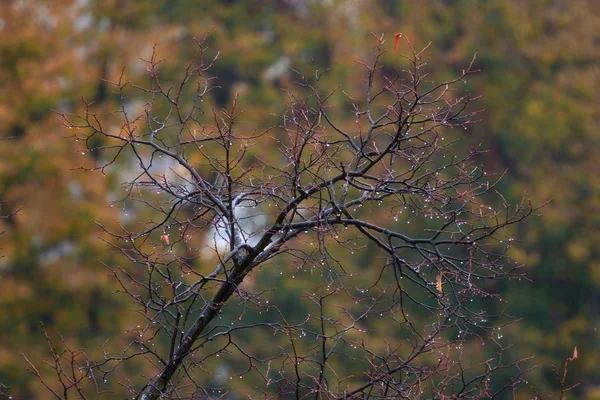 Bulanık bir arkaplanda çıplak bir ağacın yakın çekimi — Stok fotoğraf