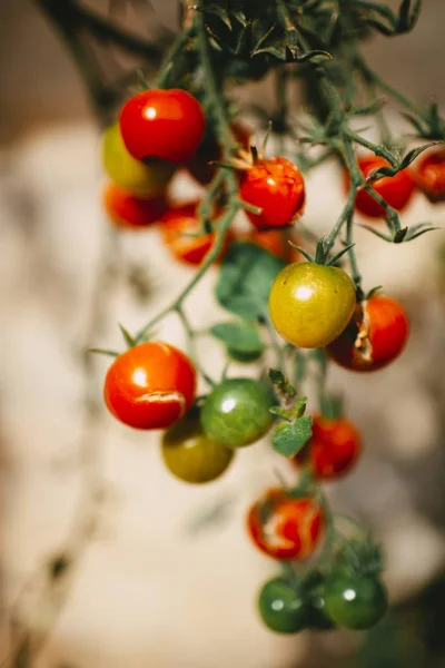 Fotografie verticală de închidere a roșiilor cherry pe un tufiș cu un fundal neclar — Fotografie, imagine de stoc