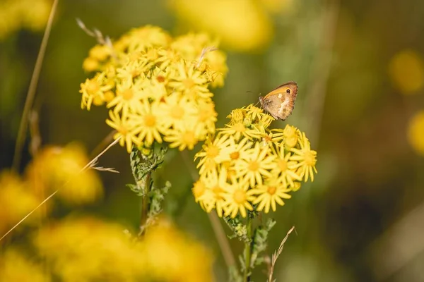 Selective focus shot of a butterfly sitting on beautiful yellow flowers in a garden