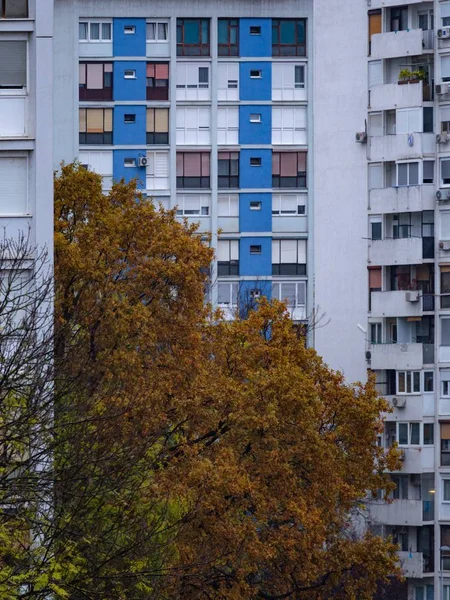 Толстое дерево с жёлтыми листьями перед высоким жилым домом — стоковое фото