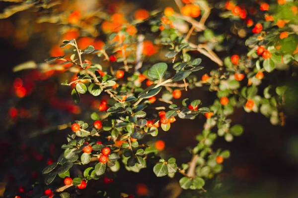 Primer plano de bayas de pyracantha con hojas verdes sobre un fondo borroso — Foto de Stock