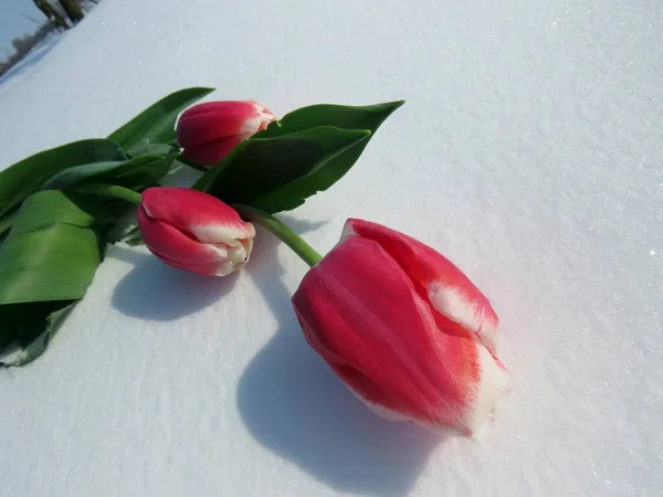 Высокий угол съемки трех красивых свежих розовых тюльпанов, лежащих на снегу зимой — стоковое фото